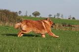 DOGUE DU TIBET 629